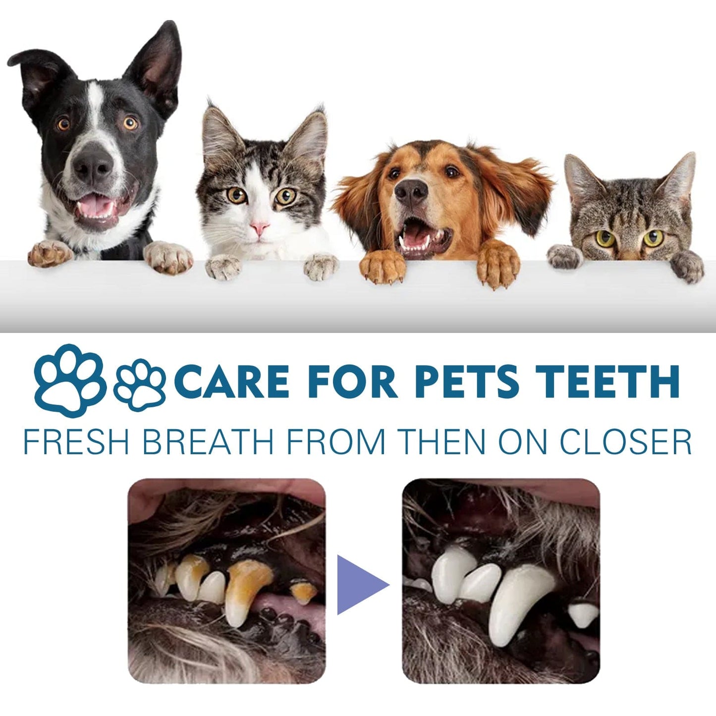 eprolo Tecnología para Mascotas Spray Bucal para Refrescar los Dientes de tu Mascota | NOCTRYX