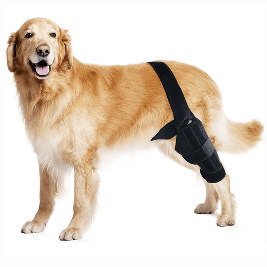 eprolo Tecnología para Mascotas Small hole black / XS Protector de Piernas para Perros – Soporte y Recuperación de Articulaciones | NOCTRYX